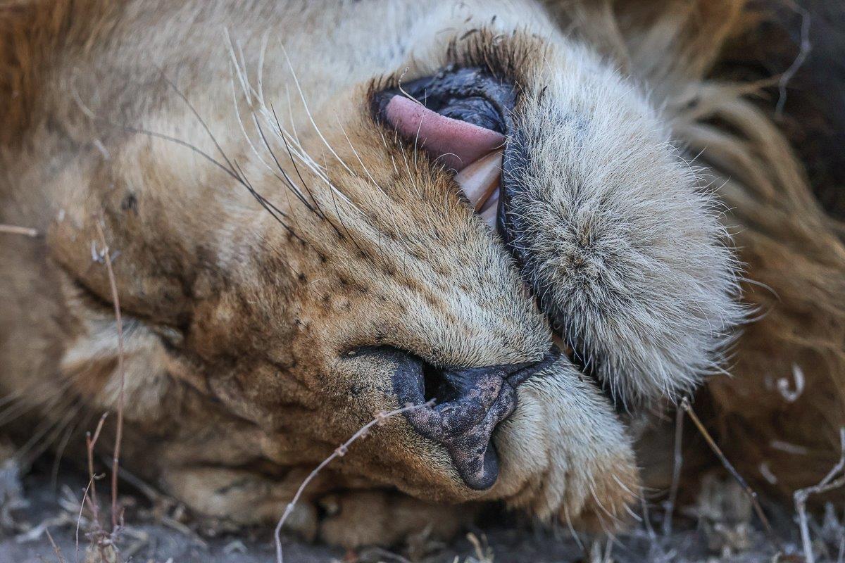 Close-up of a Gijima male lion’s mouth, highlighting his powerful jaws and sharp teeth.