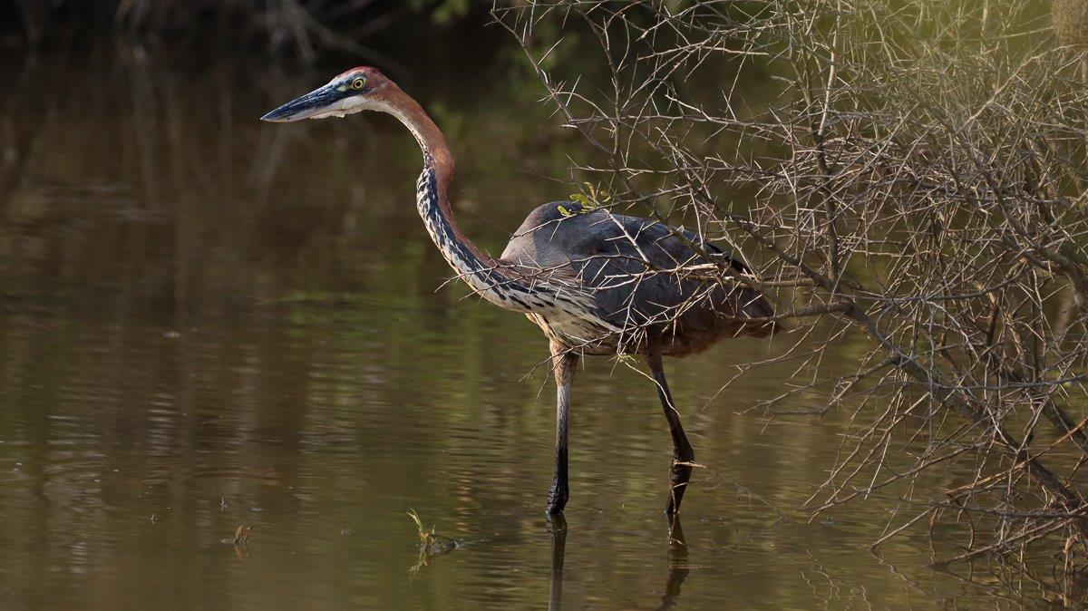 A Goliath Heron stalking its prey, standing tall near the edge of a receding waterhole. A Goliath Heron stalking its prey, standing tall near the edge of a receding waterhole.
