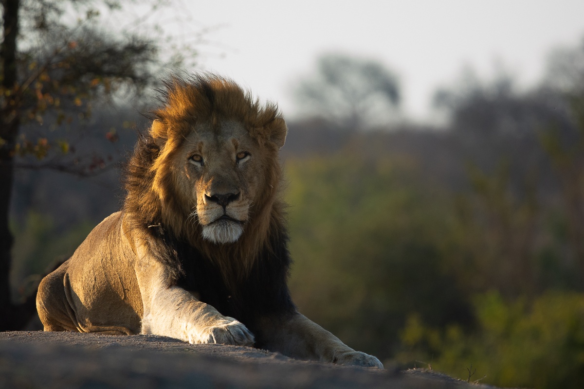A dominant Gijima male lion. A dominant Gijima male lion.