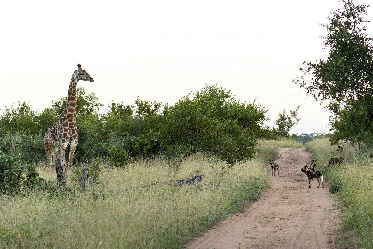 Sabi Sabi Benjamin Loon Wild Dogs And Giraffe Sabi Sabi Benjamin Loon Wild Dogs And Giraffe