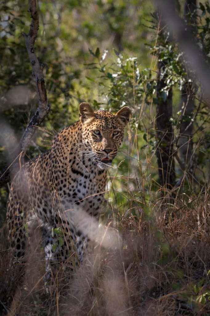 Sabi Sabi Devon Jansen Golonyi Sabi Sabi Devon Jansen Golonyi