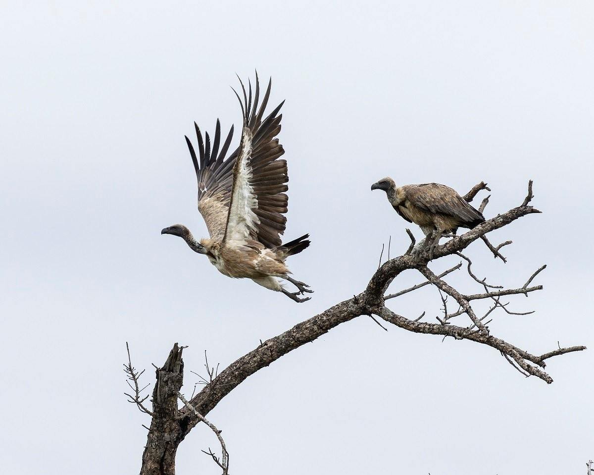 Sabi Sabi Benjamin Loon Vulture Takeoff Sabi Sabi Benjamin Loon Vulture Takeoff