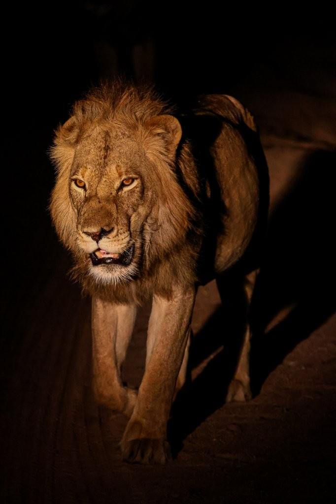 Sabi Sabi Ruan Mey Male Lion Sabi Sabi Ruan Mey Male Lion