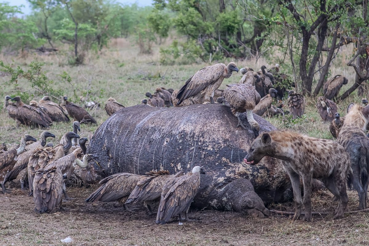 Several vultures feed on a hippo carcass beside a waterhole, surrounded by dry grass.