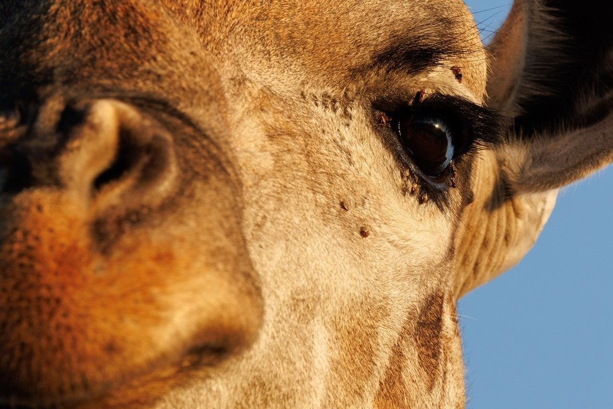 Sabi Sabi Benjamin Loon Giraffe Eye