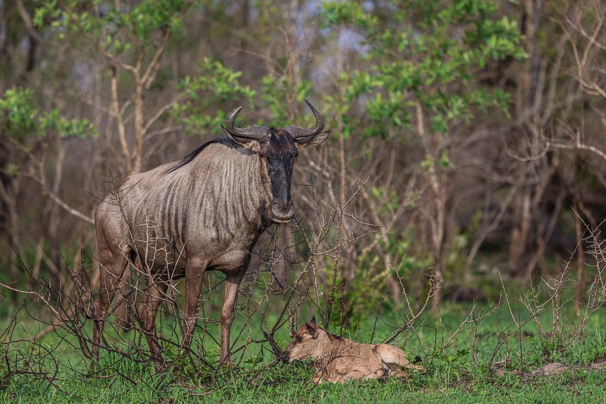 Wildebeest and newborn calf. 