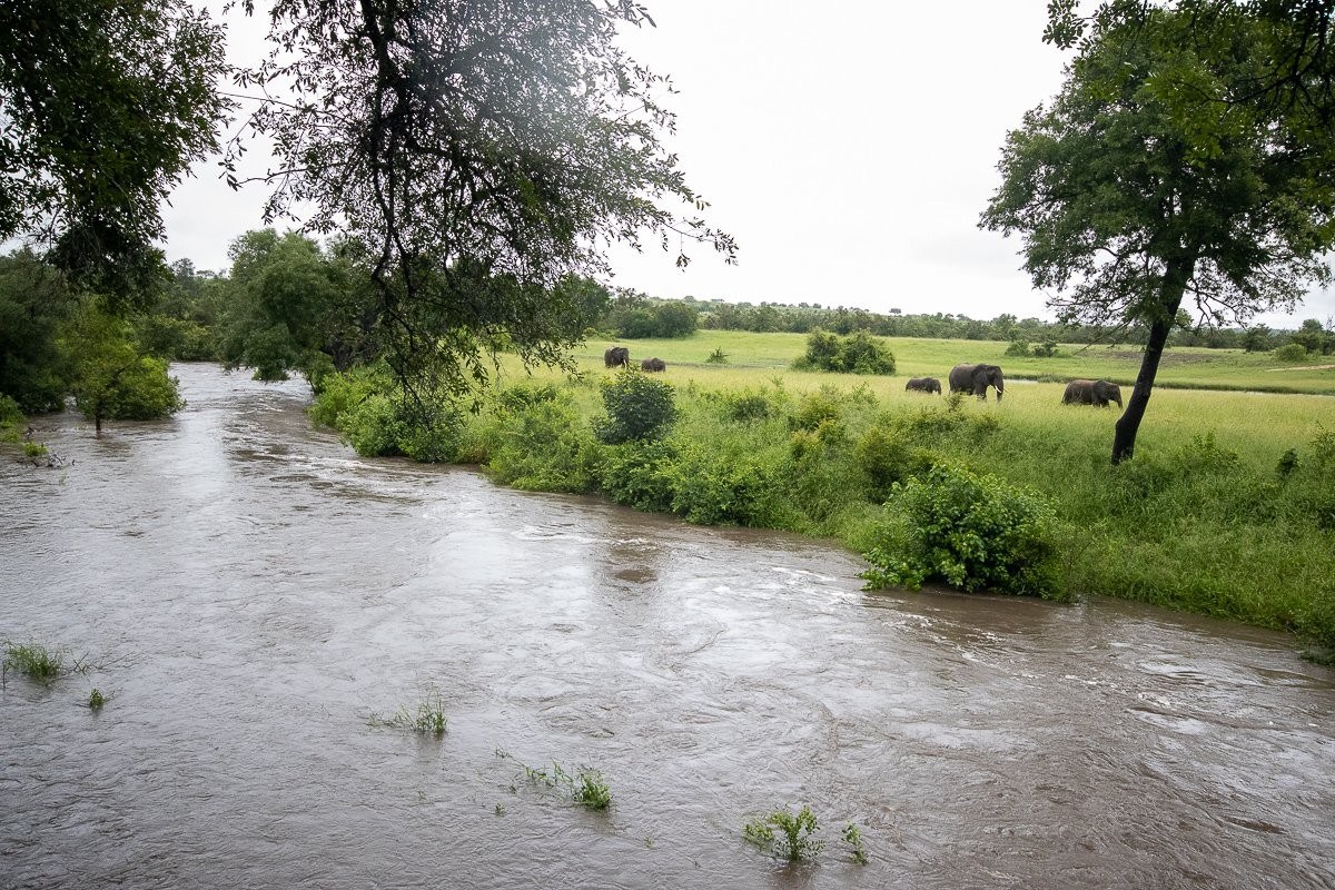 Sabi Sabi Ronald Mutero Elephant