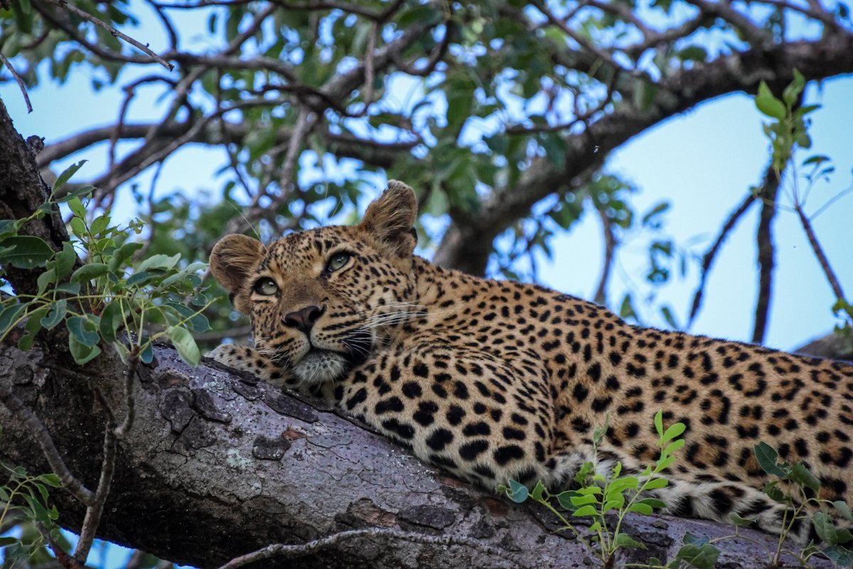 Sabi Sabi Jan Nel Golonyi In Tree Resting