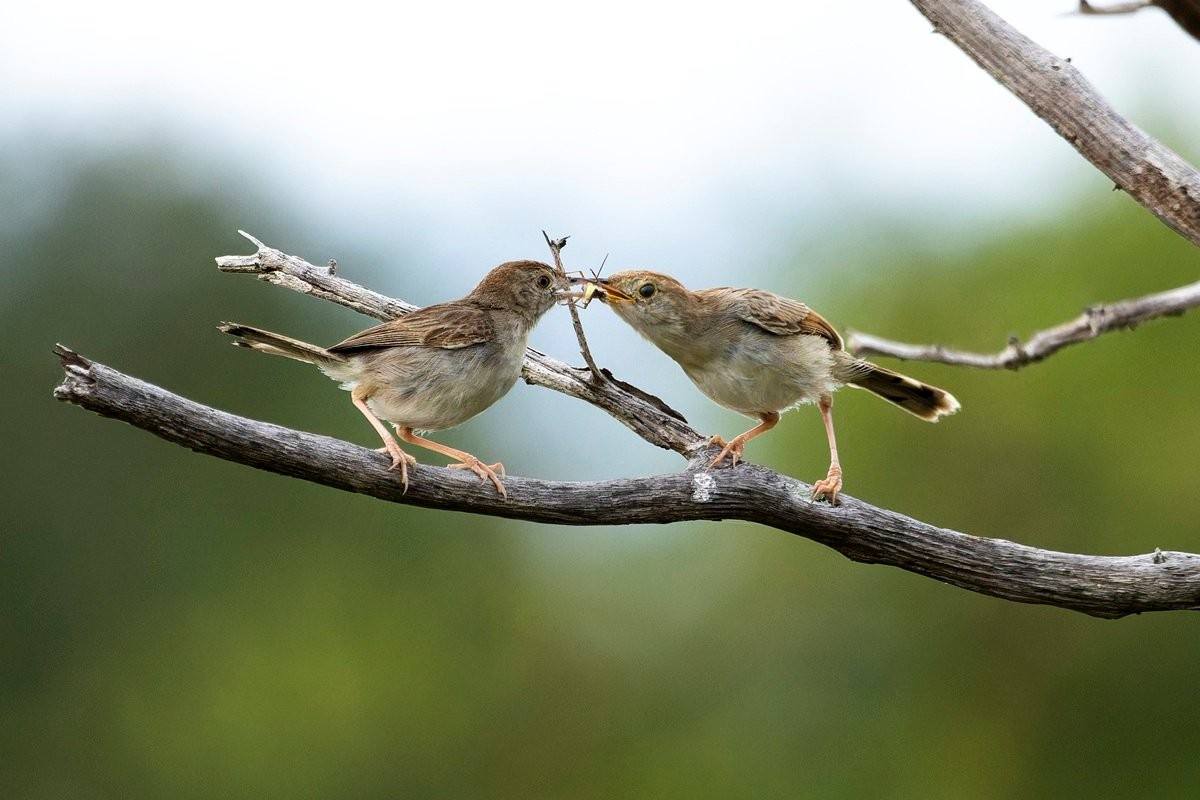 Sabi Sabi Benjamin Loon Cisticolas Arrive With Food