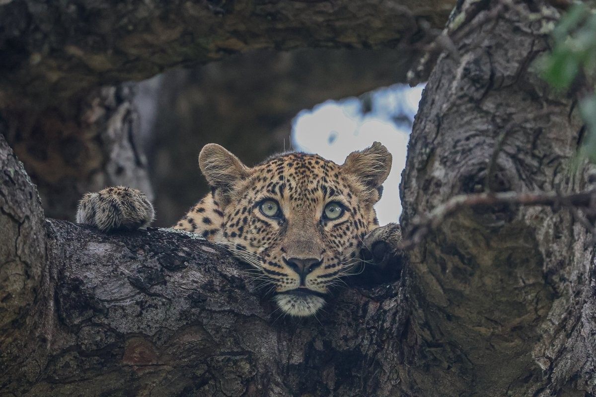 Close-up of Golonyi leopard resting in a tree.