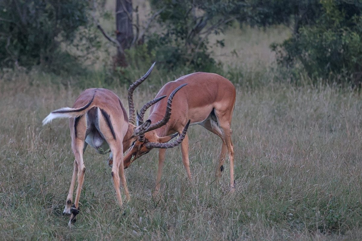 Male impalas clashing horns during rutting season battle.