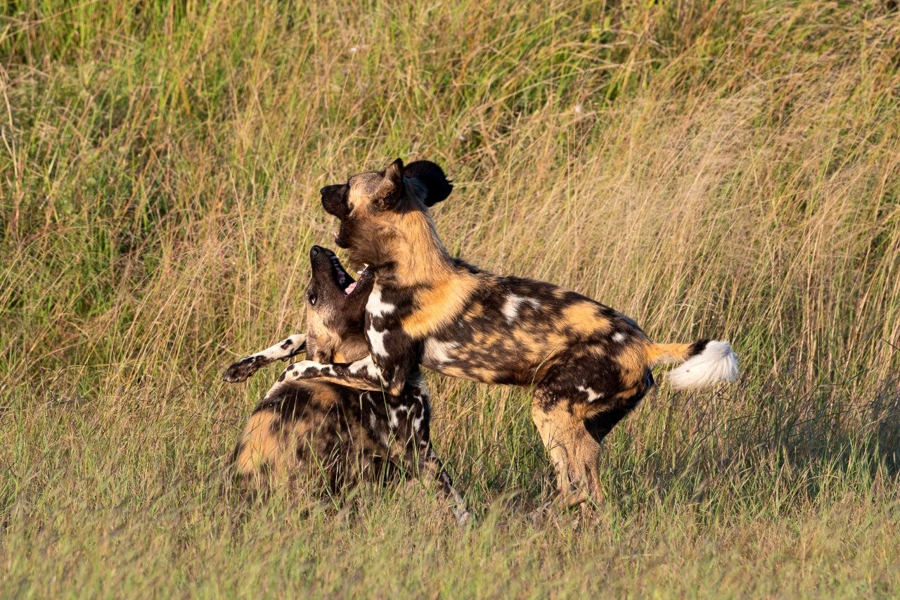 Sabi Sabi Viviane Ladner Wild Dogs Social Greeting