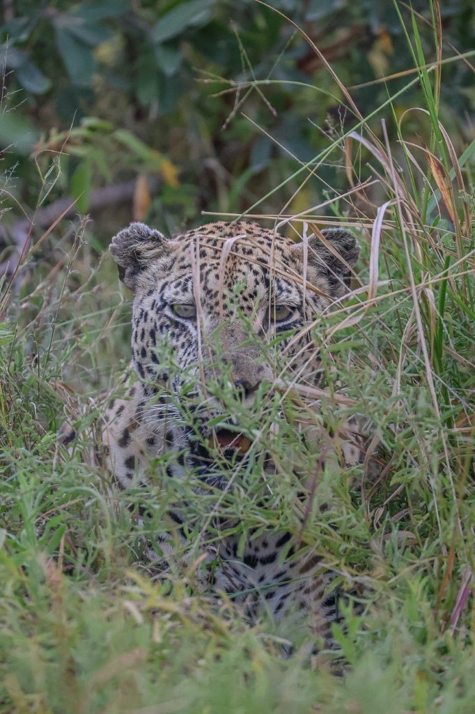 Mawelawela male leopard resting in tall grass after feeding