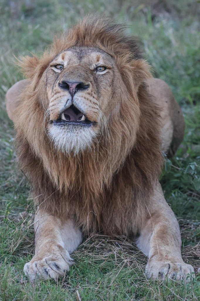 Male lion yawning before contact calling for his coalition brothers