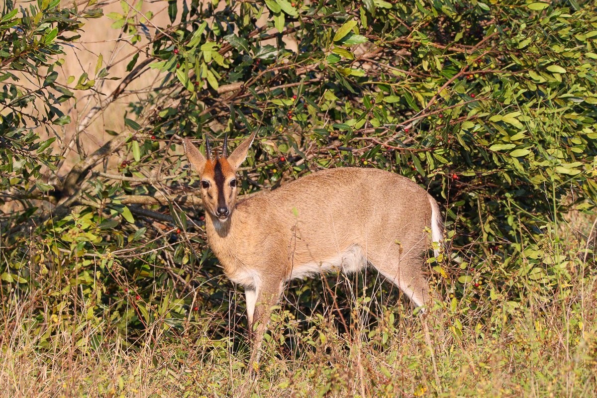 Male common duiker feeding beneath trees during the cooler hours of the day.