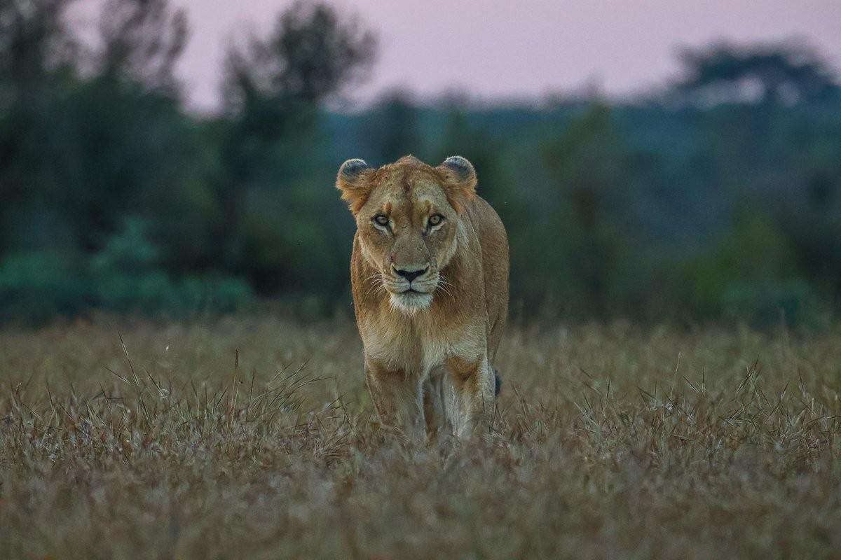 Southern Pride lionesses near private airstrip.
