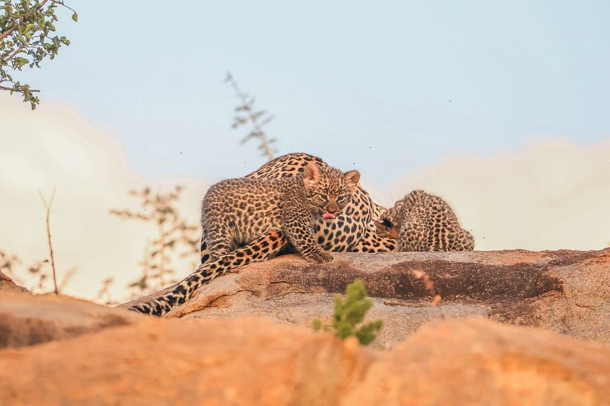 Sabi Sabi Ruan Mey Golonyi Three Cubs Den Site