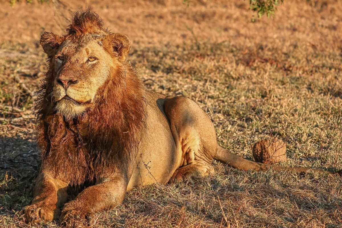 Male lions resting after establishing dominance over their new territory.