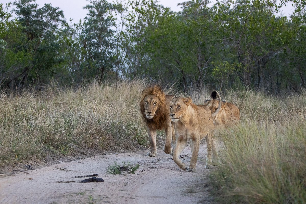 Southern Pride lionesses together with N'waswishaka male lions during a peaceful pride interaction.