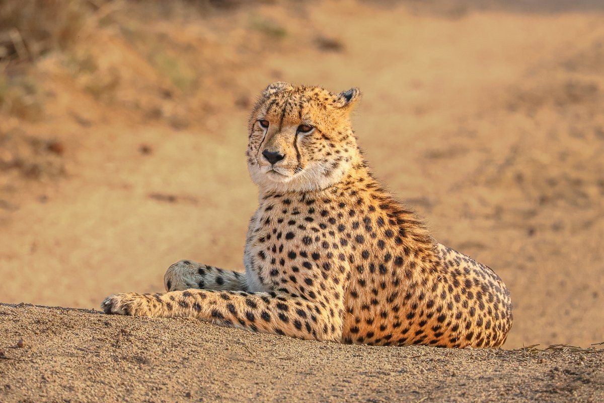 Young cheetah resting on a road in the morning sunshine.
