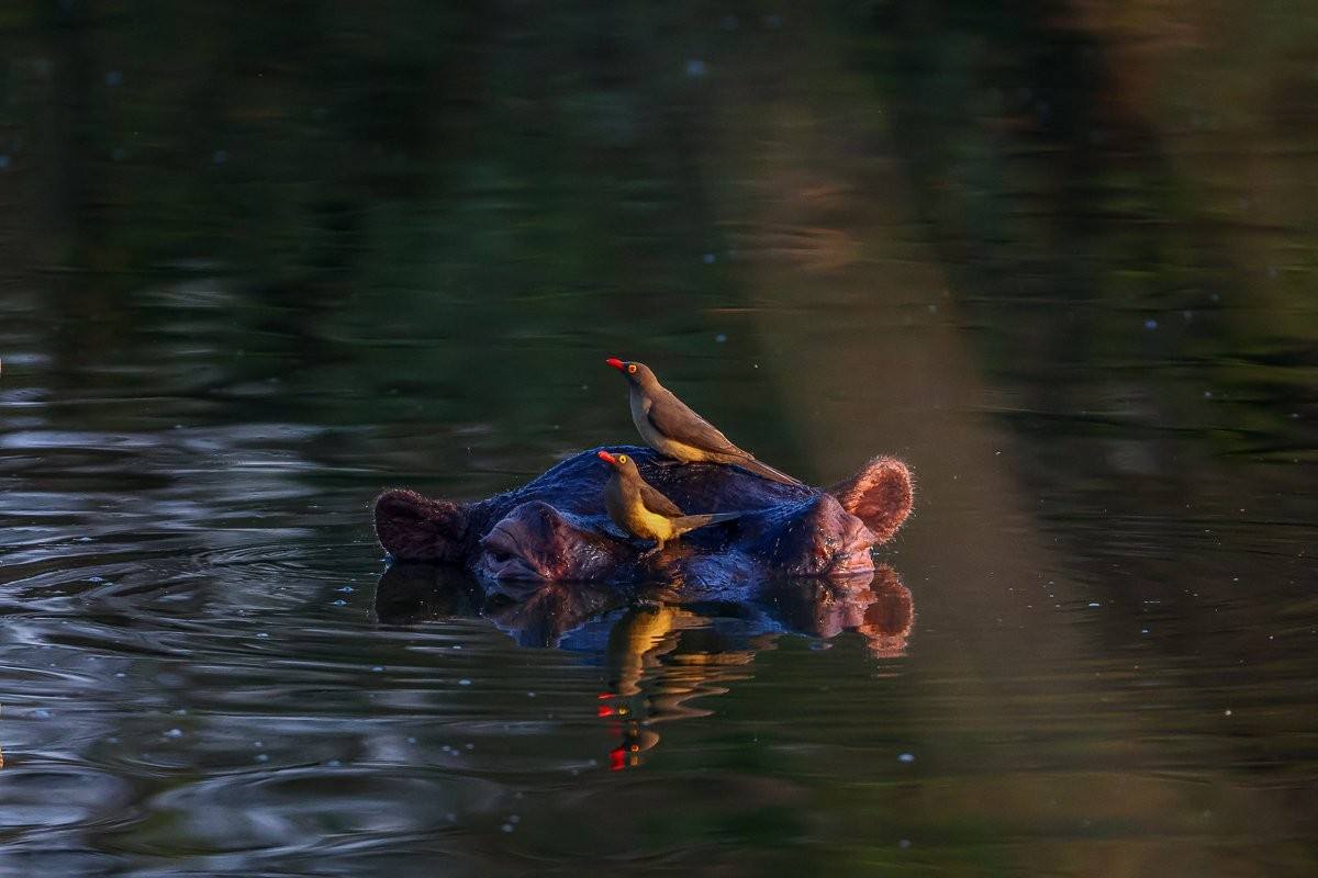 Red-billed Oxpeckers feeding on a hippo bull as it surfaces from the water.