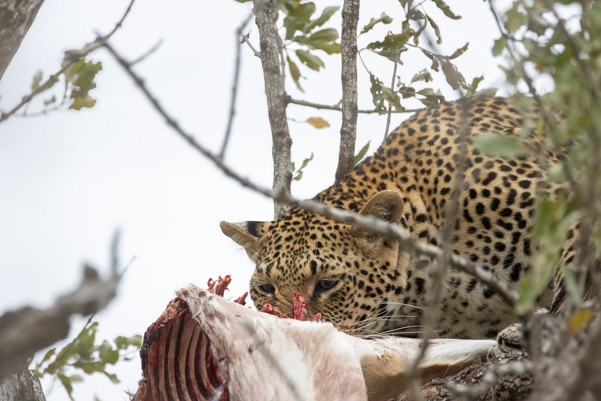 Sabi Sabi Ronald Mutero Kurhula Leopardess Grooming After Feeding Sabi Sabi