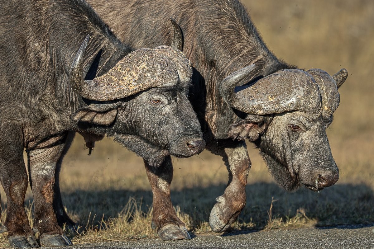 African buffalo standing in the bushveld at Sabi Sabi Private Game Reserve.