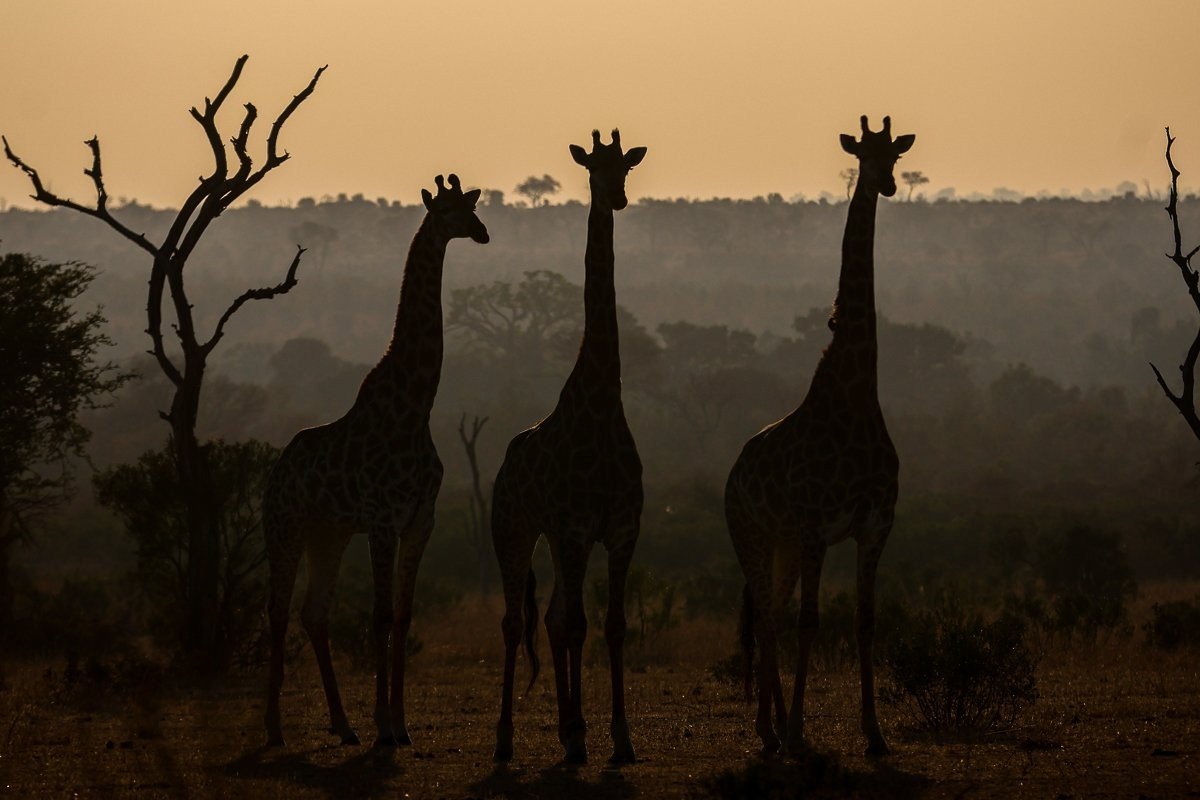 Giraffe walking through the bushveld during sunset.