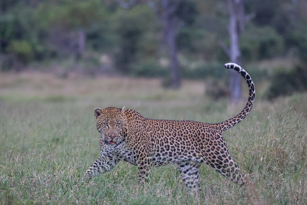 Khulwana male leopard moving through the bushveld.