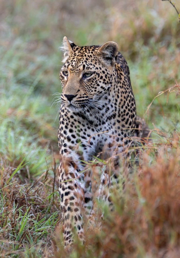 Kurhula and her young cub sharing a quiet moment in the morning bushveld