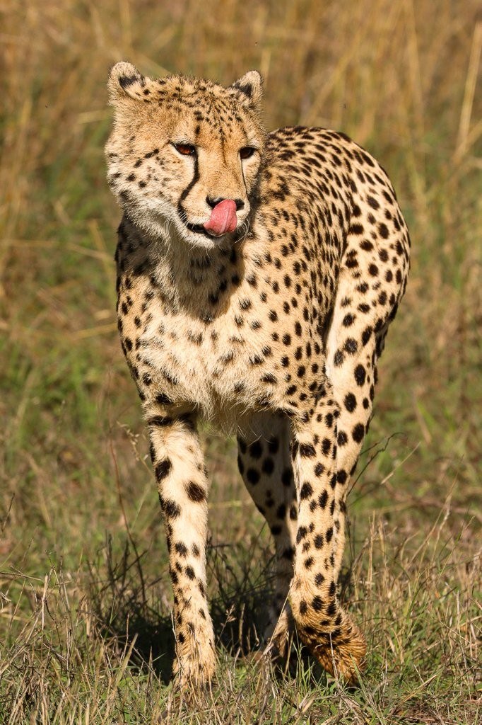 Two young male cheetahs exploring their territory in the reserve