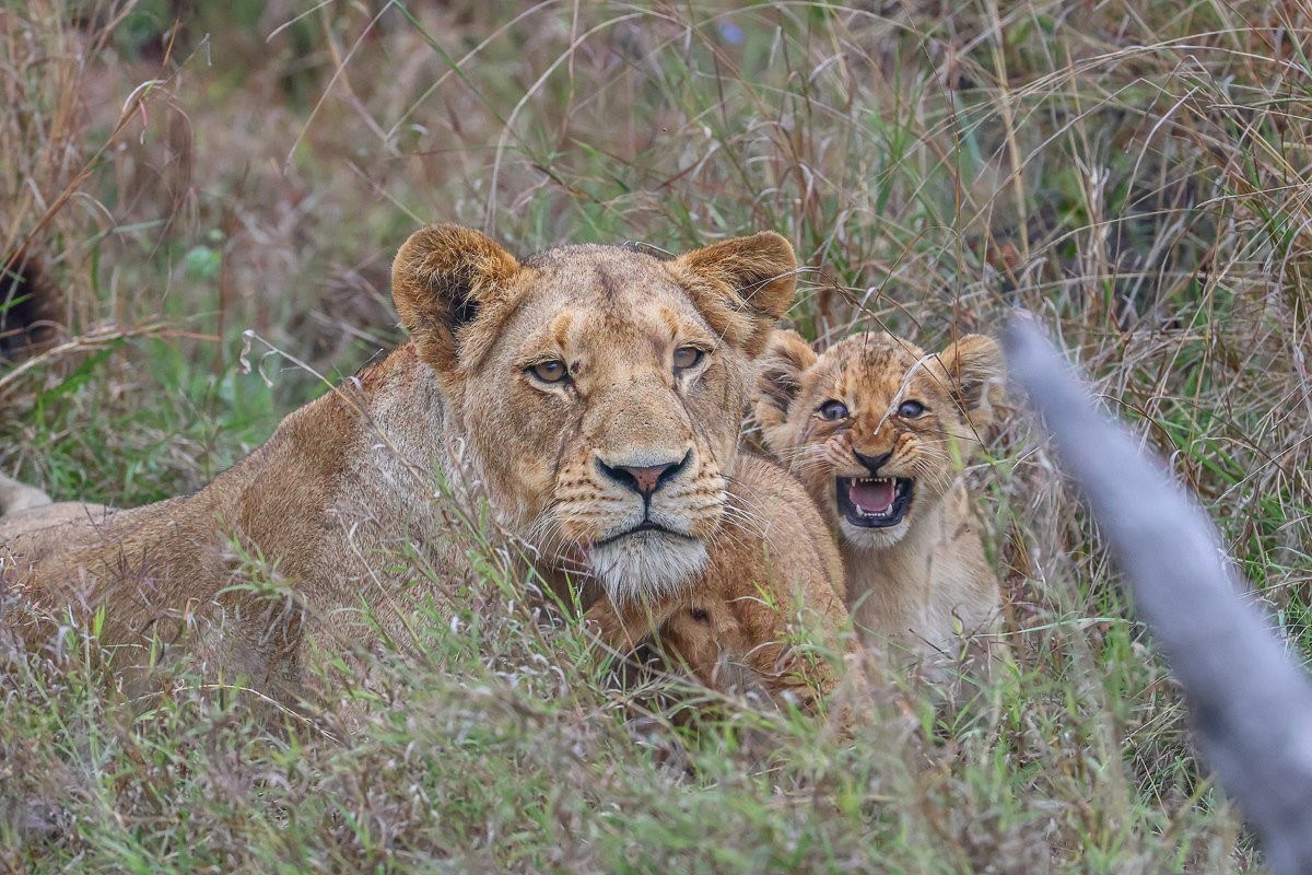 Southern Pride lioness with young cubs resting in a rocky section of the reserve