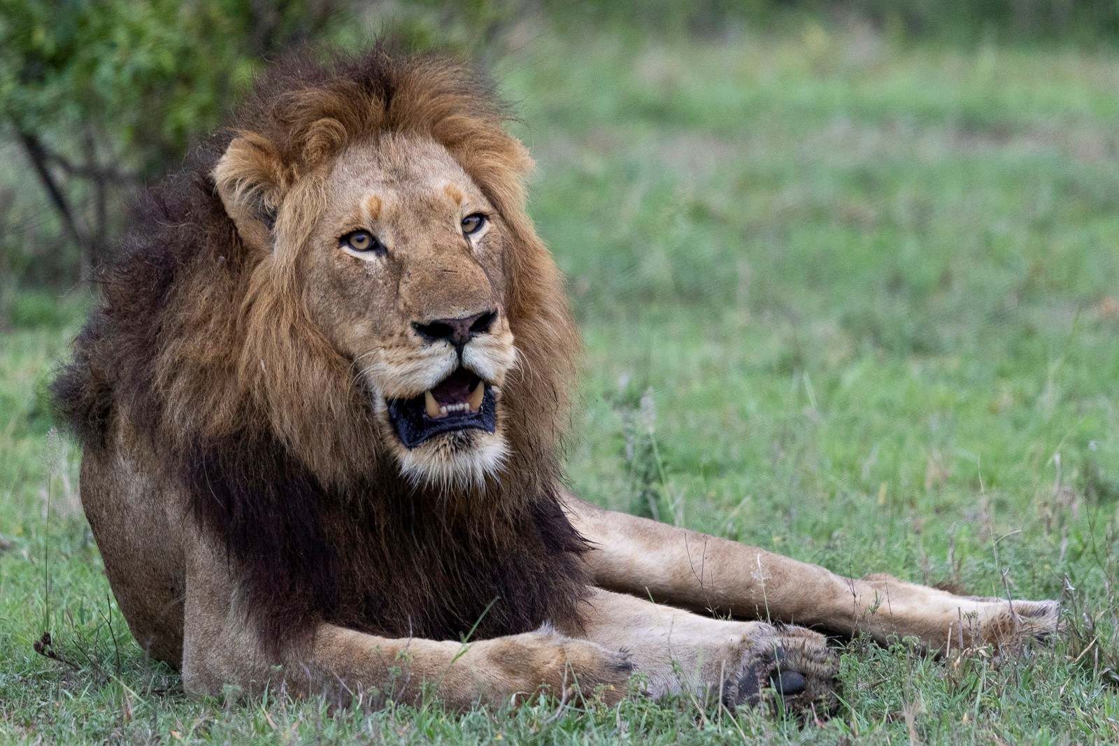 A relaxed N'waswishaka lion rests on a grassland