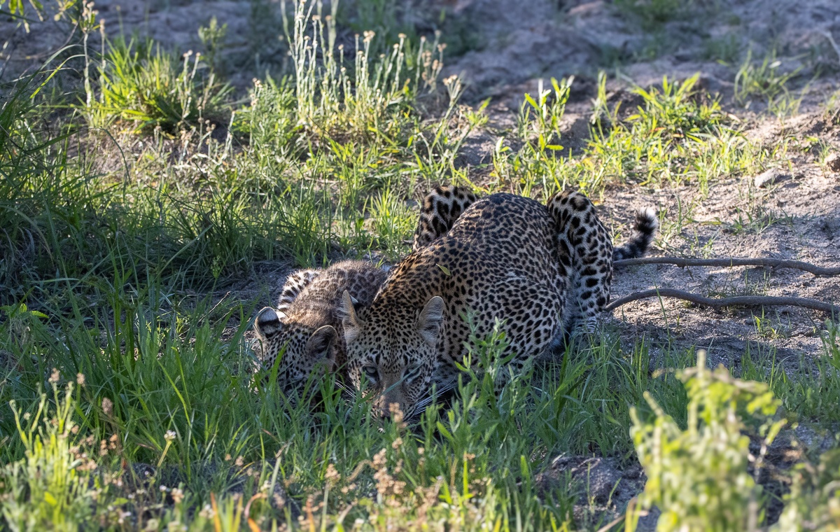 Khurula and her cub crouched on all fours maximising the available shade