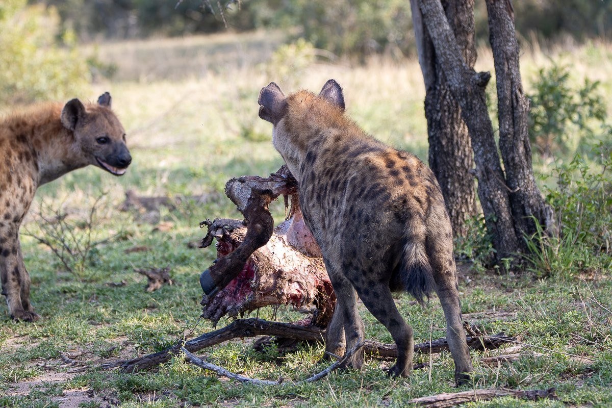 A spotted hyena moves the remains of a buffalo carcass