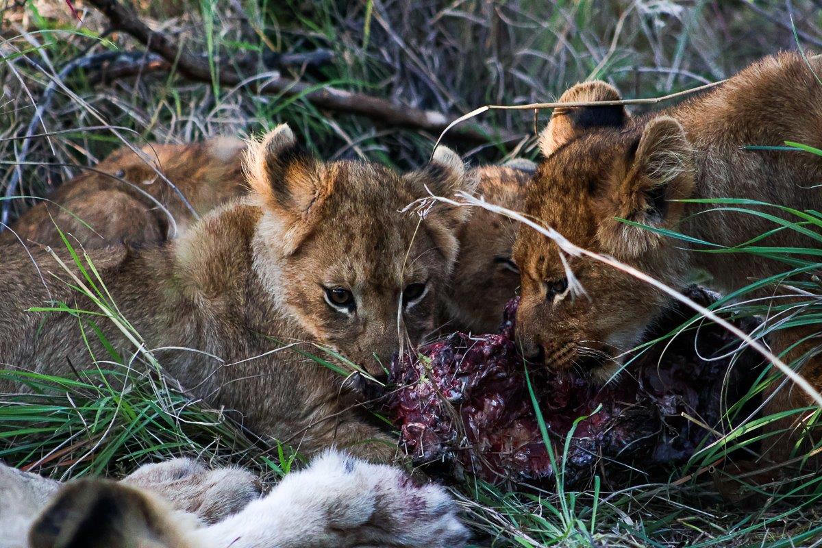 Three cubs from the Southern Pride eat together. Three cubs from the Southern Pride eat together.