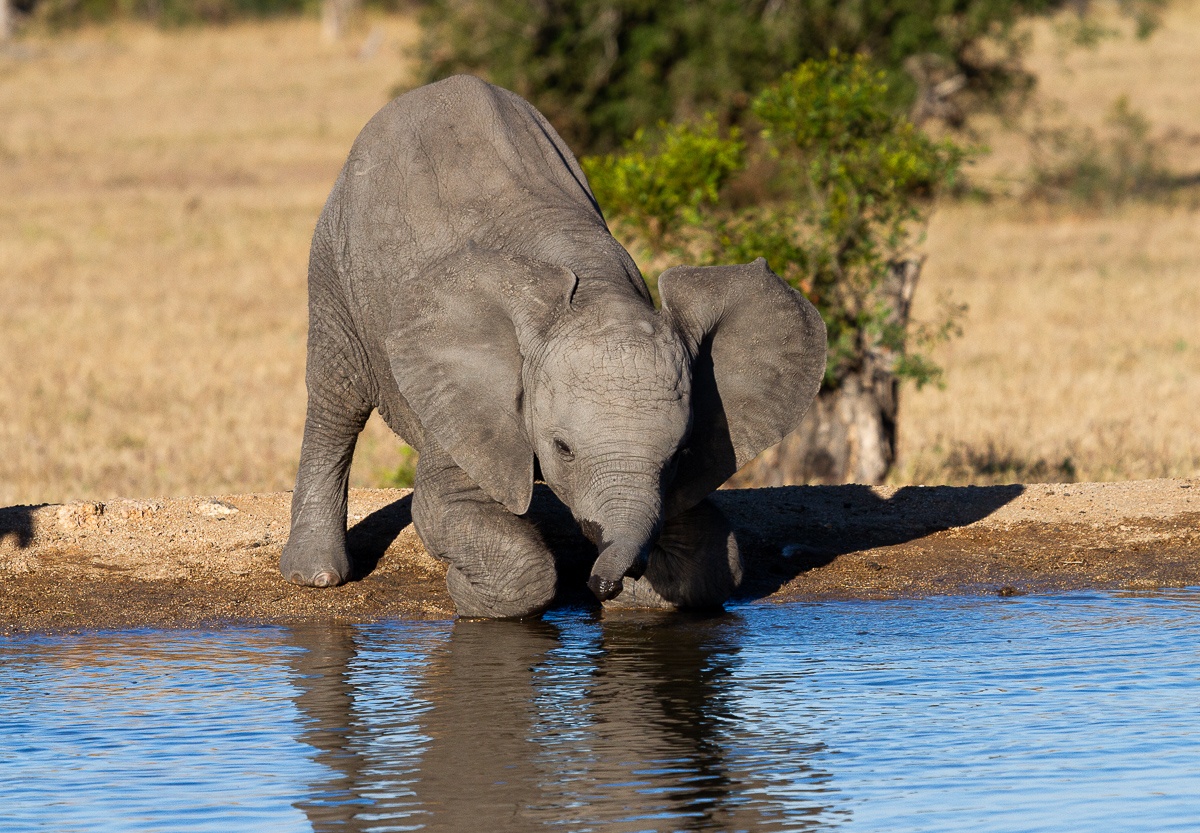 A young elephant calf finds its way around the waterhole. A young elephant calf finds its way around the waterhole.