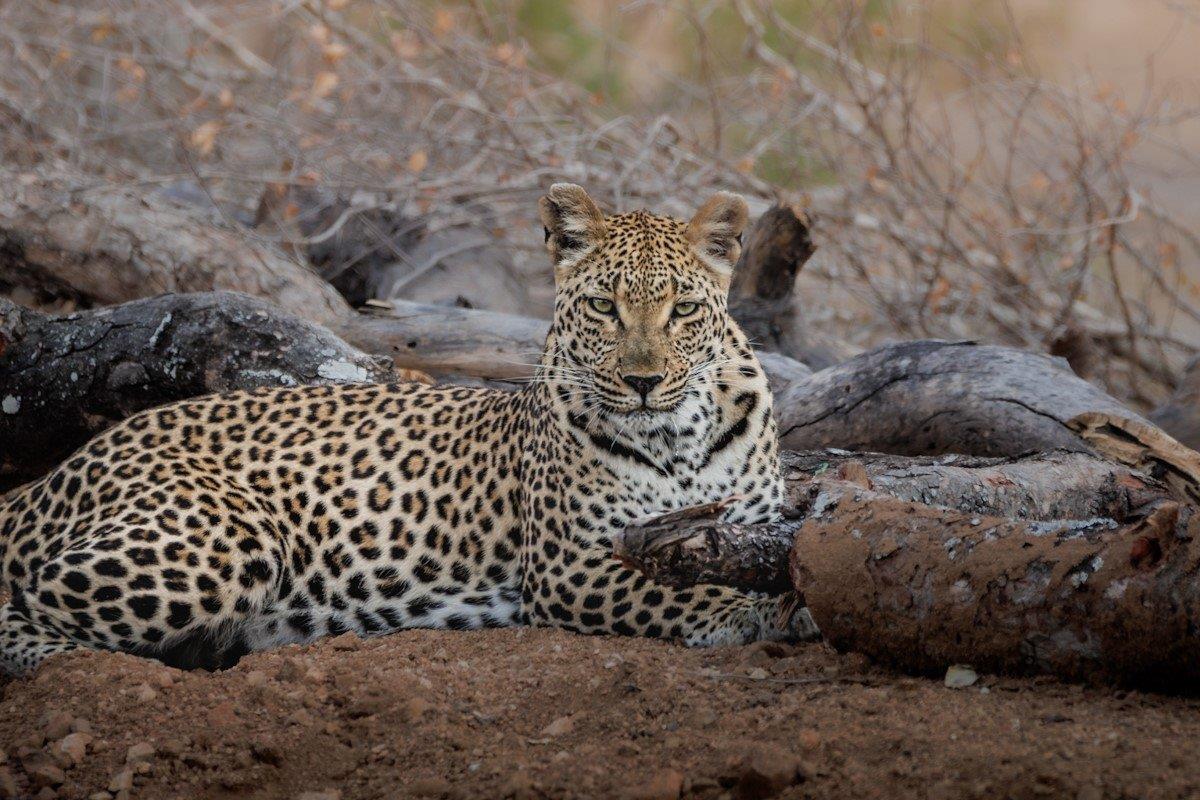 Ntsumi Female Leopard Devon Jansen Ntsumi Female Leopard Devon Jansen