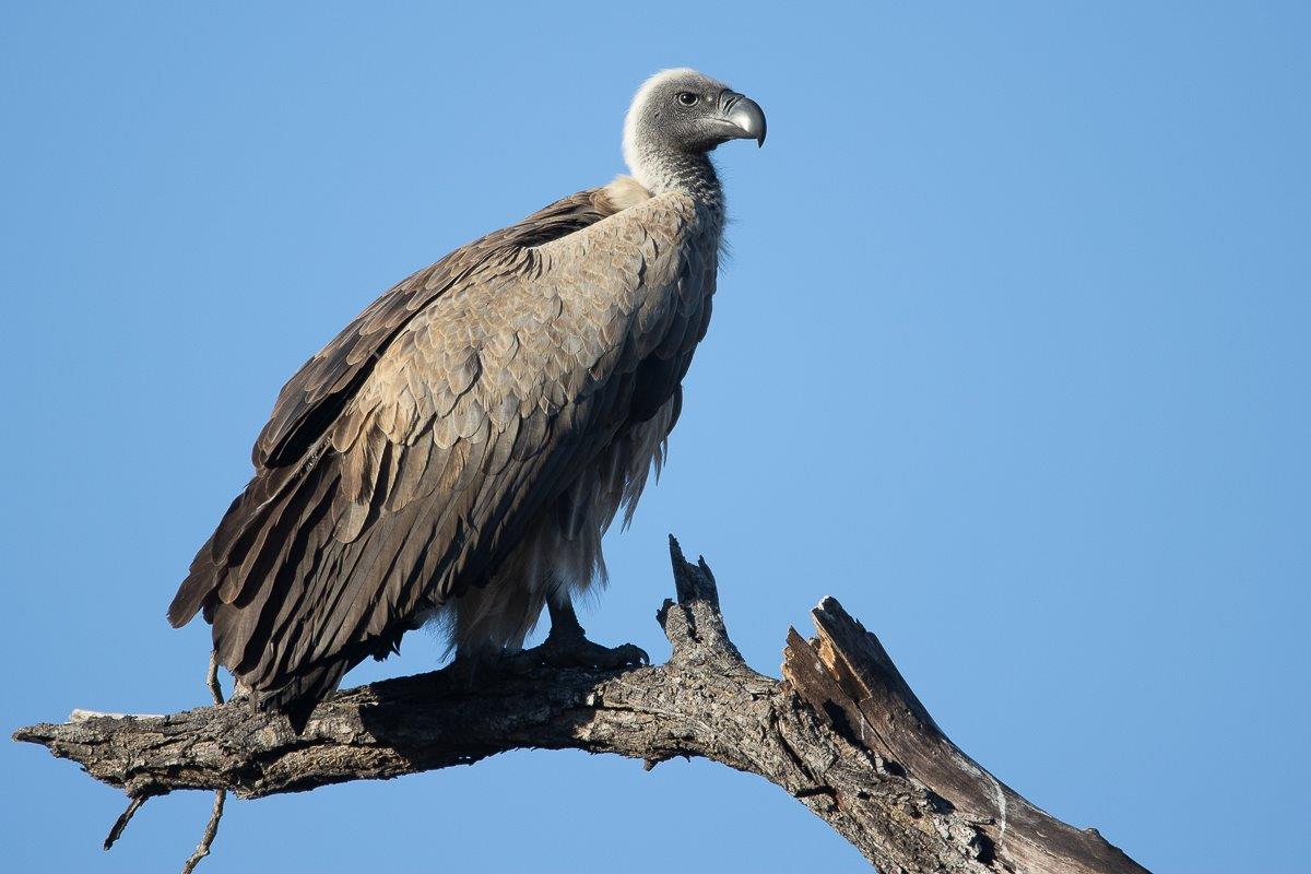 The Cape Vulture has a strong, curved beak used for ripping and tearing meat. The Cape Vulture has a strong, curved beak used for ripping and tearing meat.