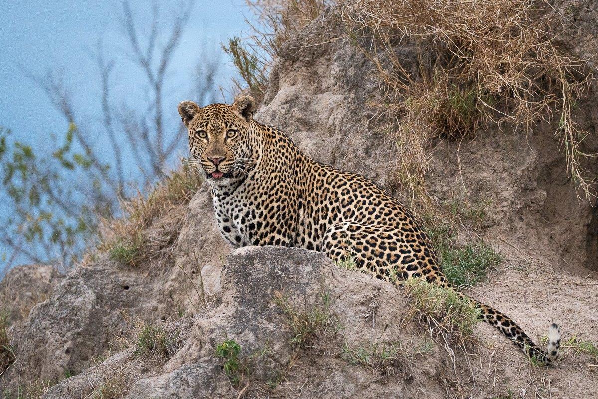 Upon arrival to the Southern sector of the reserve, we saw that the Khulwana male leopard was on a hunting mission