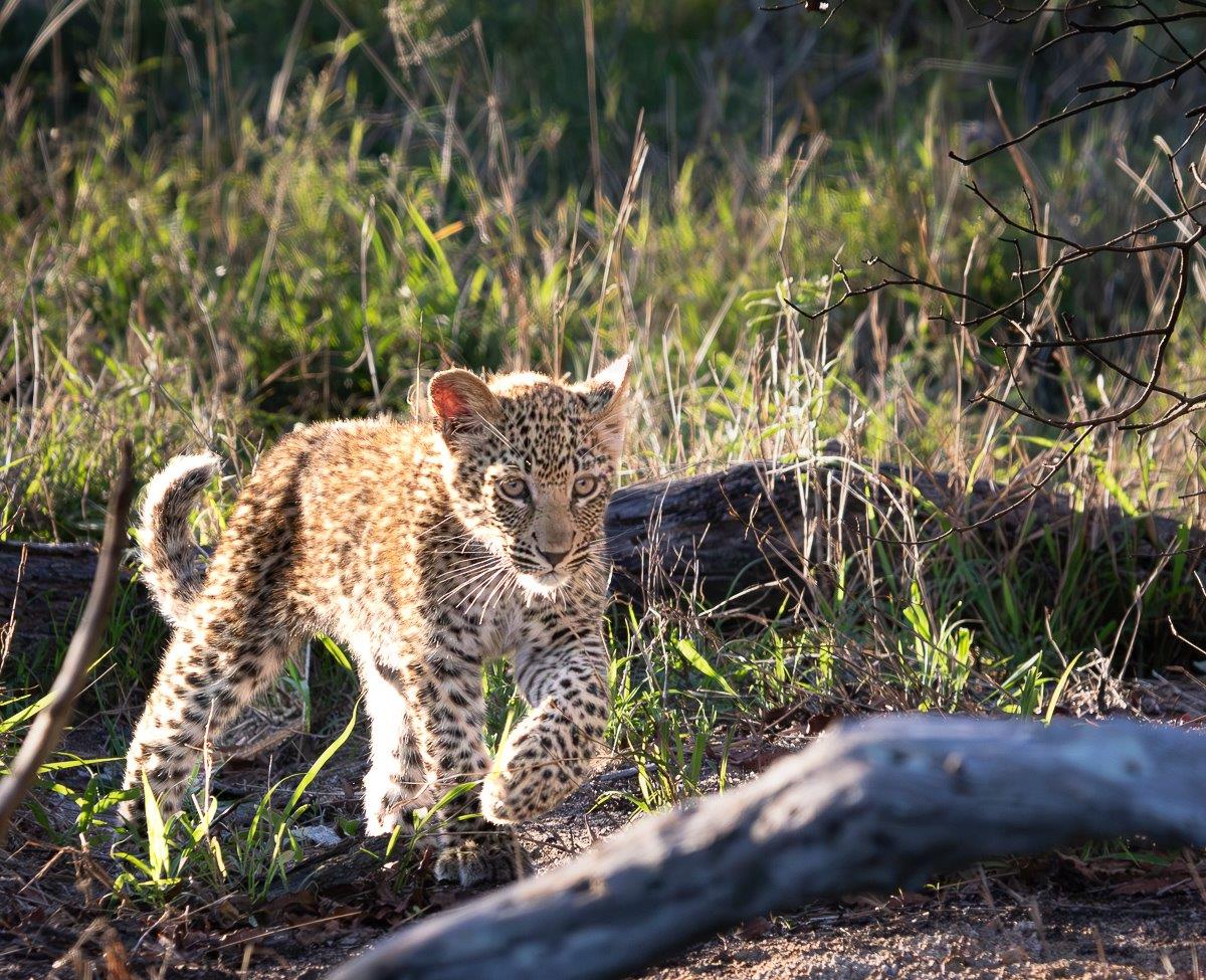 The light perfectly catches one of Ntsumi's cubs as they move towards the Tamboti thicket. 