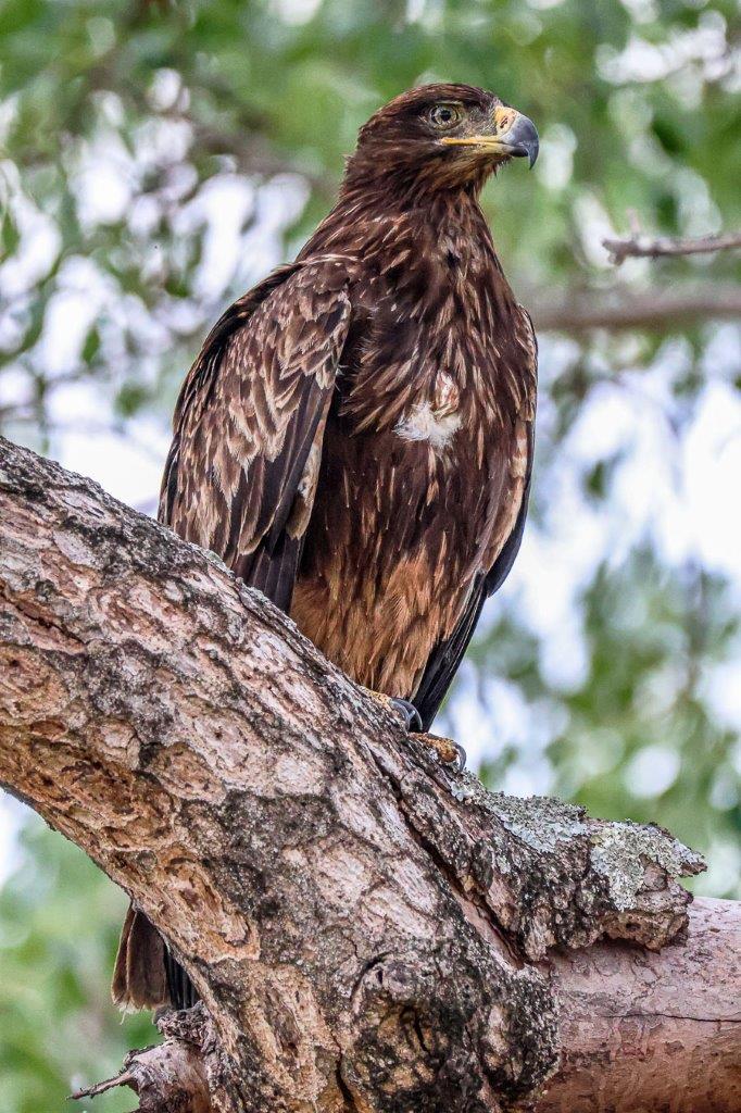 A Tawny eagle sits perched in a tree, waiting for movement before it strikes. A Tawny eagle sits perched in a tree, waiting for movement before it strikes.