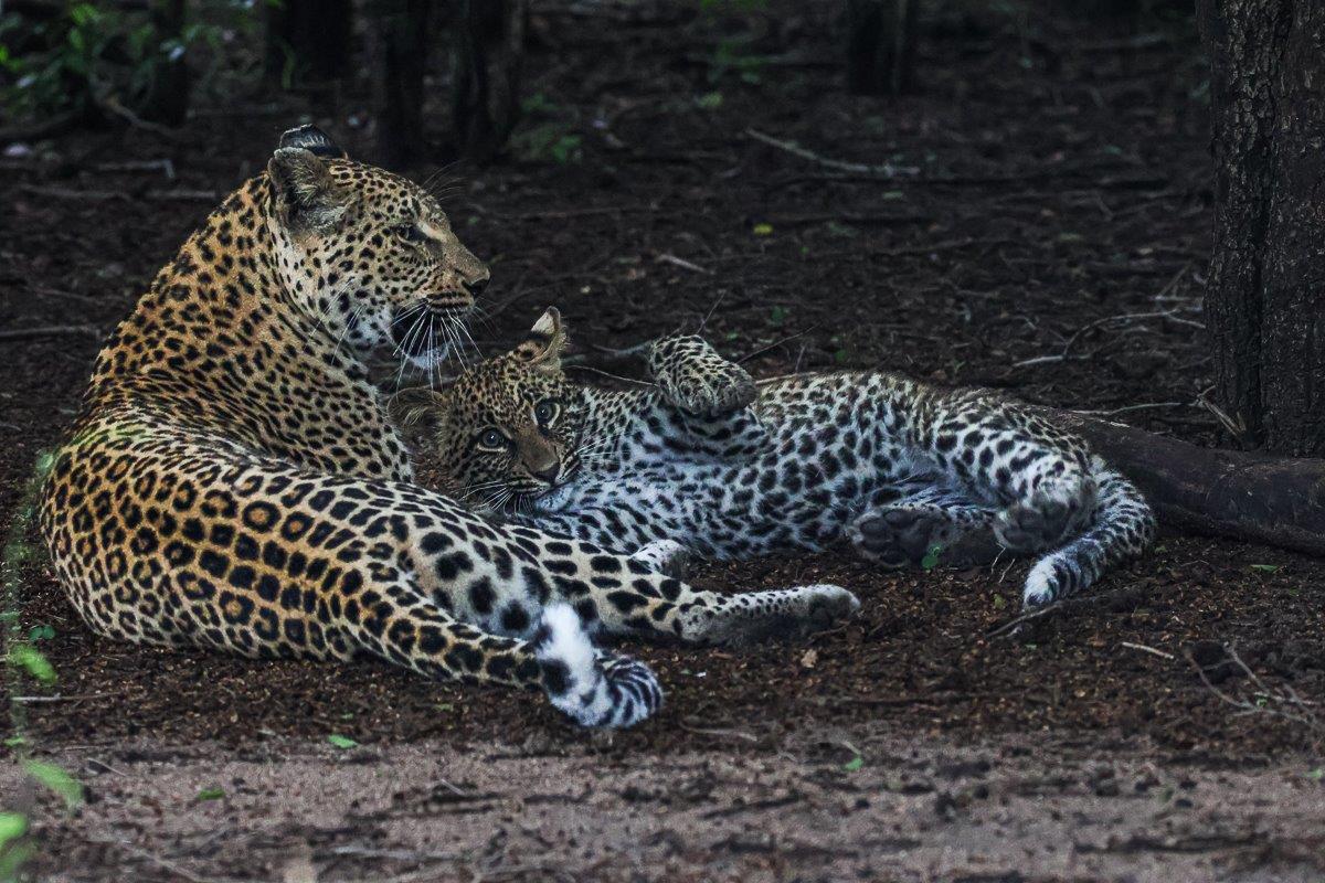 When leopard play, it encourages the sharpening their reflexes and stalking skills.