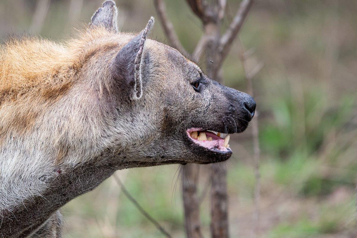 A hyena is spotted at Sabi Sabi A hyena is spotted at Sabi Sabi