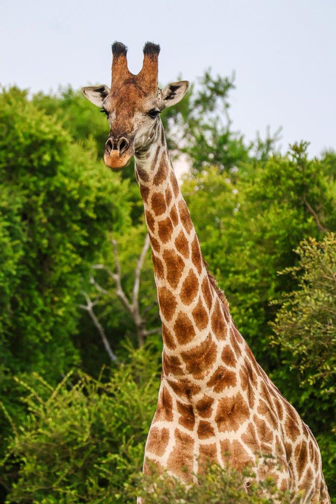 Ruan Mey Giraffe