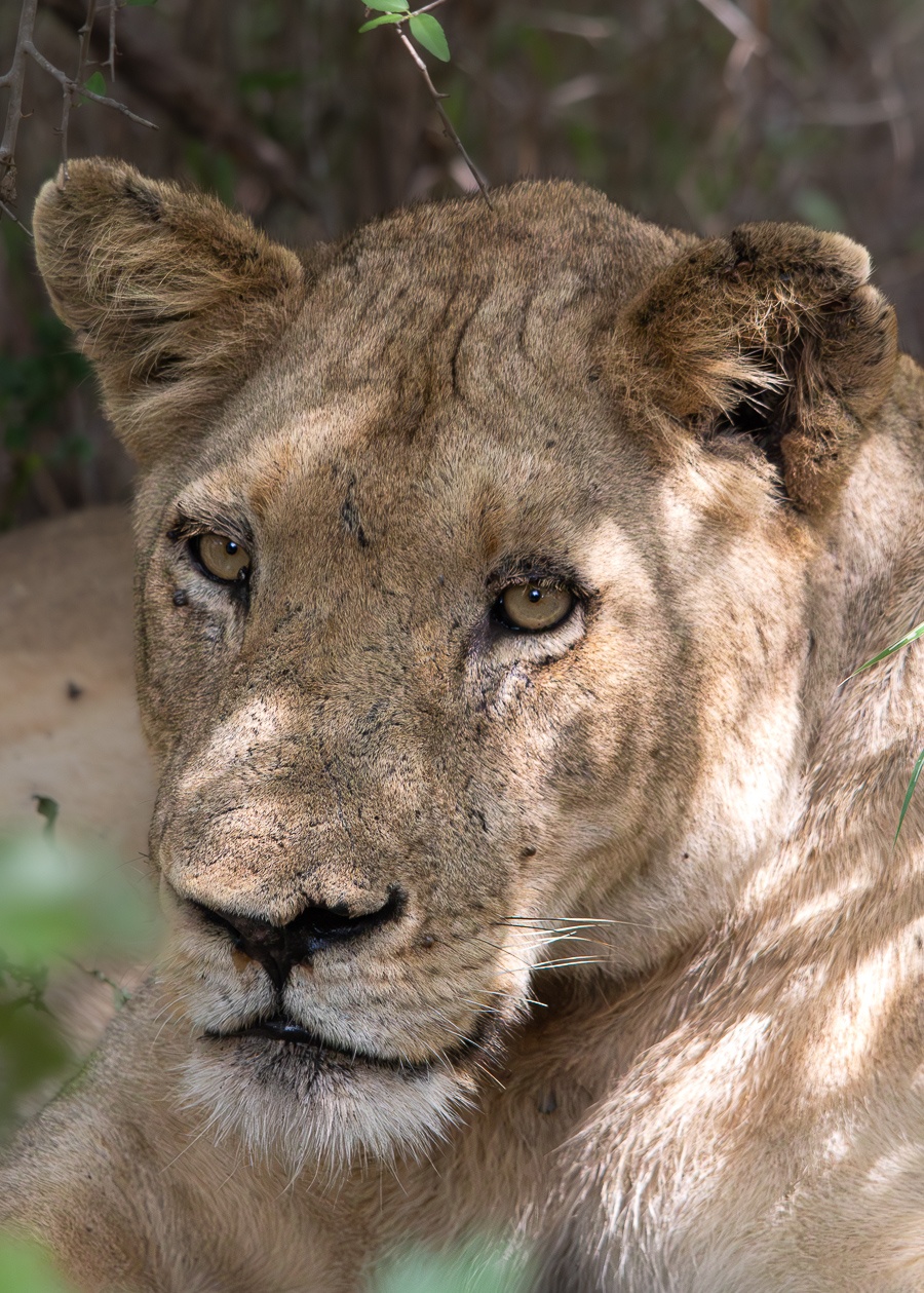 Jason Street Styx Lioness Sabi Sabi Jason Street Styx Lioness Sabi Sabi
