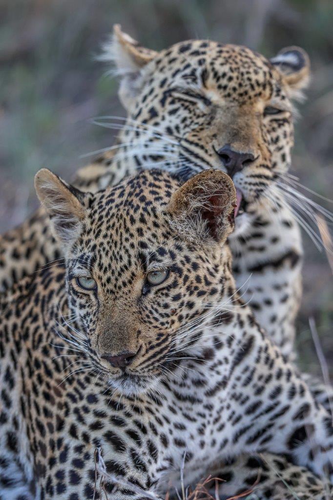 Tengile bathes her cub in a sweet bonding moment. Tengile bathes her cub in a sweet bonding moment.