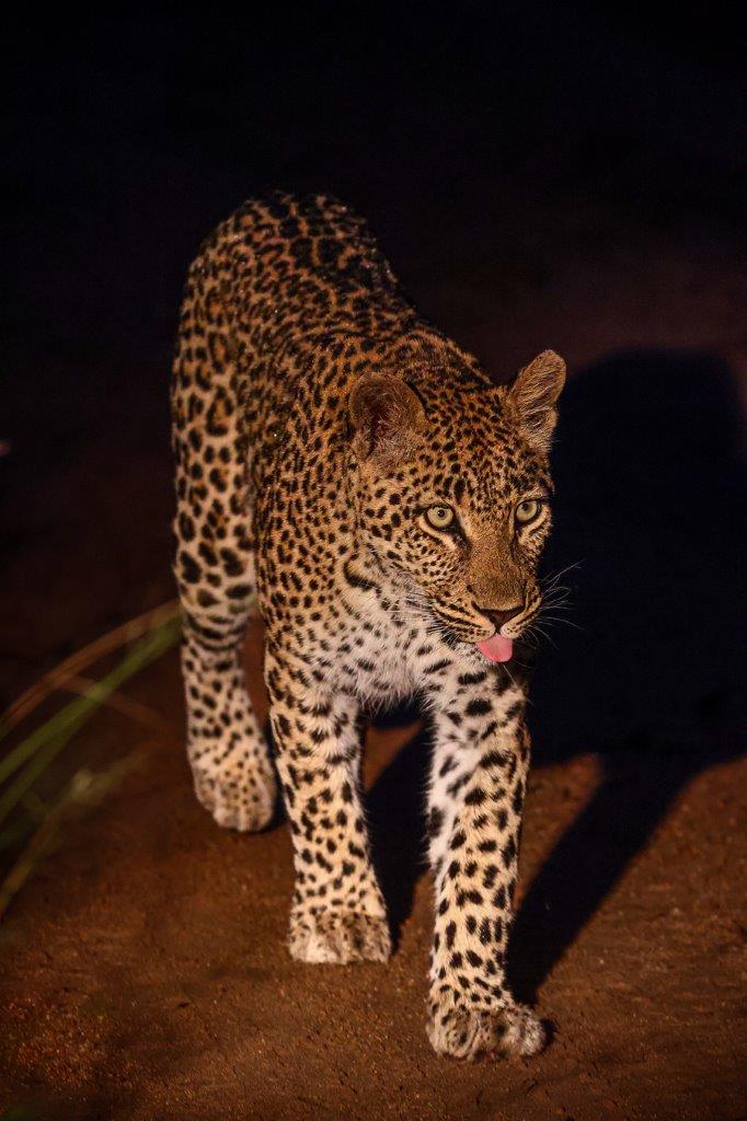 Sabi Sabi Ruan Mey Golonyi At Night