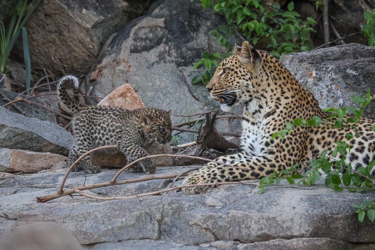 Golonyi and her cub bond on a rocky outcrop. Golonyi and her cub bond on a rocky outcrop.