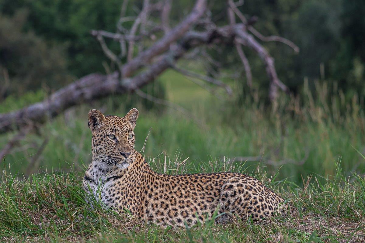 Golonyi, the leopard, lays in the green grass. Golonyi, the leopard, lays in the green grass.